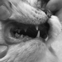 고양이 치아 흡수성 병변 (Feline Odontoclastic Resorption Lesion, FORL)