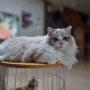 집사바라기 너무나 예쁜 랙돌 고양이 별이