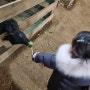 시흥 아기랑 갈만한곳 / 온동물체험농장 / 동물먹이주기