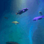 단양 다누리아쿠아리움 야경 명소 수양개빛터널