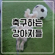 축구하는 강아지들 드리블 솜씨 뽐내기