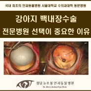 강아지 백내장수술, 전문병원 선택이 중요한 이유 [청담 눈초롱 안과동물병원]