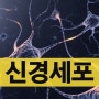 신경, 신경세포(뉴런, neuron), 신경아교세포(신경교세포, neuroglia) / 수상돌기, 축삭, 시냅스, 미세아교세포, 슈반세포