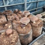 시흥시 대야종합사회족지관에서 아이맘표고버섯연구소를 방문해주셨습니다.(표고버섯수확, 표고버섯탕수육만들기, 가족미션게임)