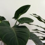 [식물] 필로덴드론 콩고 키우기. 키우기 쉬운 식물