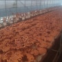 코로나에 좋은 음식 녹각영지버섯 천연벌꿀의 궁합