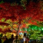 2022 교토 아라시야마 호곤인 단풍 라이트업 (가을, 모미지)