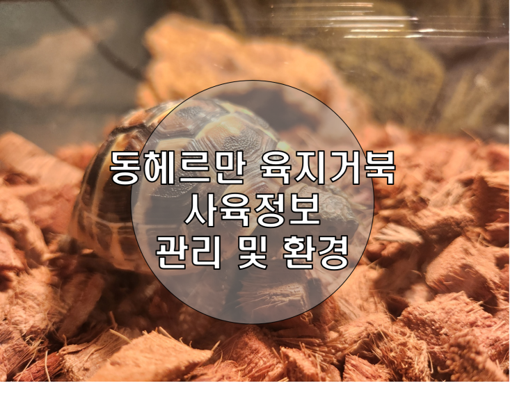 육지거북이 키우기/ 육지거북 사육정보 준비물 : 네이버 블로그