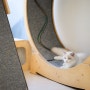 랙돌블루바이 고양이 제스퍼- 랙돌캐터리에서의 하루