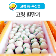 [고령 농·특산물] 딸기가 덜 익었나? 고령 흰딸기 맛보세요~