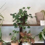 세네시오 퍼플 바인, 키우기 너무 쉬운 행잉 희귀 식물 (월동, 물주기, 온도, 햇빛)