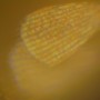 모기 날개를 나노광학현미경 대물렌즈 5배에서 100를 이용하여 촬영하였습니다. 약 1.000배율에서 광학 20.000배로 촬영하였습니다.
