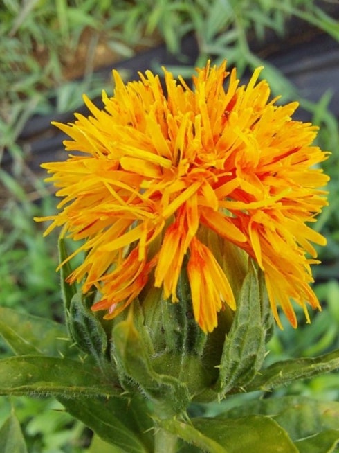 홍화 재배 방법 및 효능 먹는 방법 : 네이버 블로그