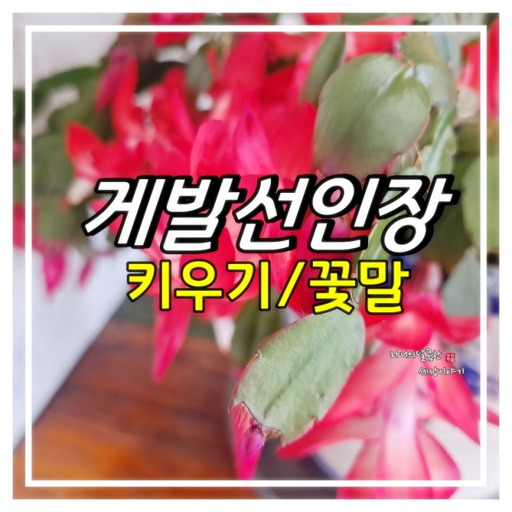 게발선인장 키우기 게발선인장 꽃피우기 번식 삽목하는법(냉해) : 네이버 블로그 게발선인장 키우기 게발선인장 꽃피우기 번식 삽목하는법(냉해) : 네이버 블로그