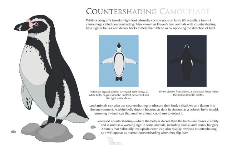 [2022년 11월 고2 30번] 카운터셰이딩 카운터쉐이딩 (countershading) : 네이버 블로그
