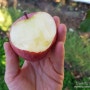 청송만나사과 맛있는 부사 사과 나눔 이벤트 체험단