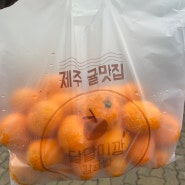 제주도 귤이 맛있는 '달달미깡감귤밭' 귤따기 체험!