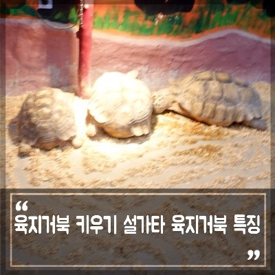 육지 거북이 종류, 설가타 육지거북 키우기 먹이 수명 분양시 알아야할 사이테스 등록 : 네이버 블로그
