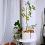 반려식물 겨울준비 중 홍콩야자, 녹영, 스타티필름, 칼라 벤자민 고무나무