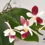 Phalaenopsis speciosa 호접란 스페시오사