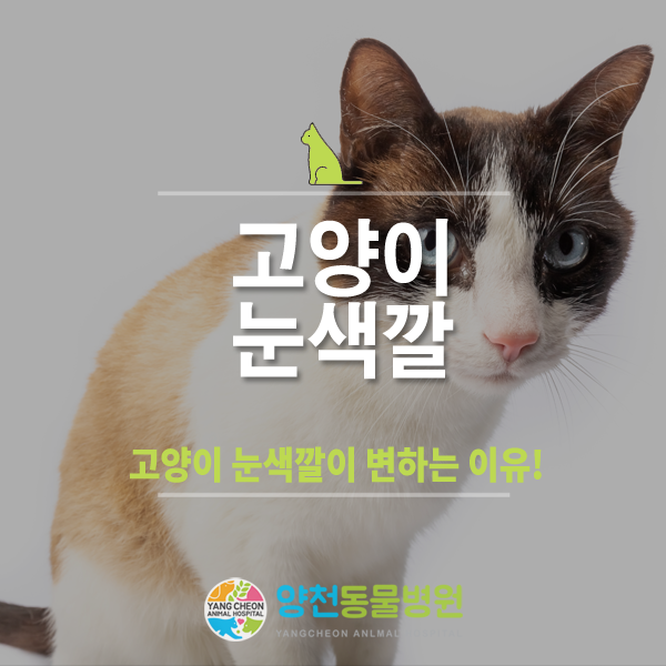 검은 고양이 빨간 눈