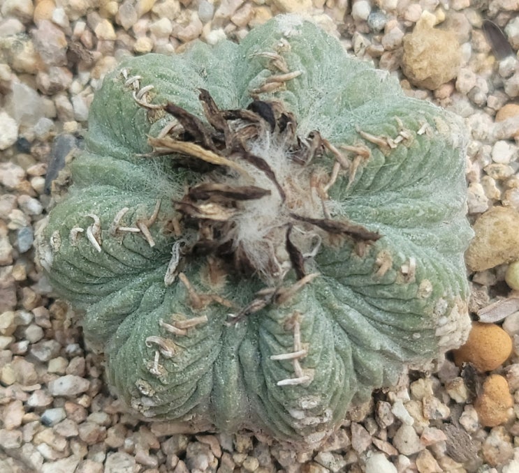 Aztekium ritterii : 네이버 블로그
