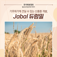 기후위기에 견딜 수 있는 신품종 개발, Jabal 듀럼밀🌾
