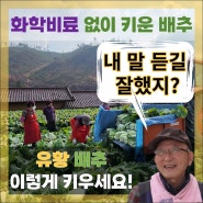 화학비료 없이 키운 김장 절임배추, 유황으로 키운 영양만점 배추재배의 사연! 절임 배추 20kg 가격