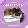 고양이 겨울철 실내 적정온도와 습도 딱 알맞게! 적정하게 관리하기