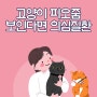 고양이 피오줌 보인다면 의심질환은 무얼까요