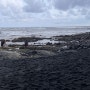 빅아일랜드 가볼만한 곳, 거북이가 있는 검은 모래 해변 (ft. 푸날루우 블랙 샌드 비치)
