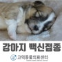 강동구 상일동 고덕동 아기강아지 백신접종, 아기강아지 예방접종 동물병원 추천