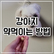 강아지 약먹이는 간단한 방법/ 강아지 약먹이기