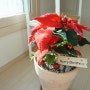 포인세티아 키우기 크리스마스트리로도 좋은 실내공기정화식물