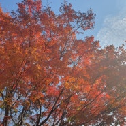대구수목원의 가을은 아름다운수채화 였습니다