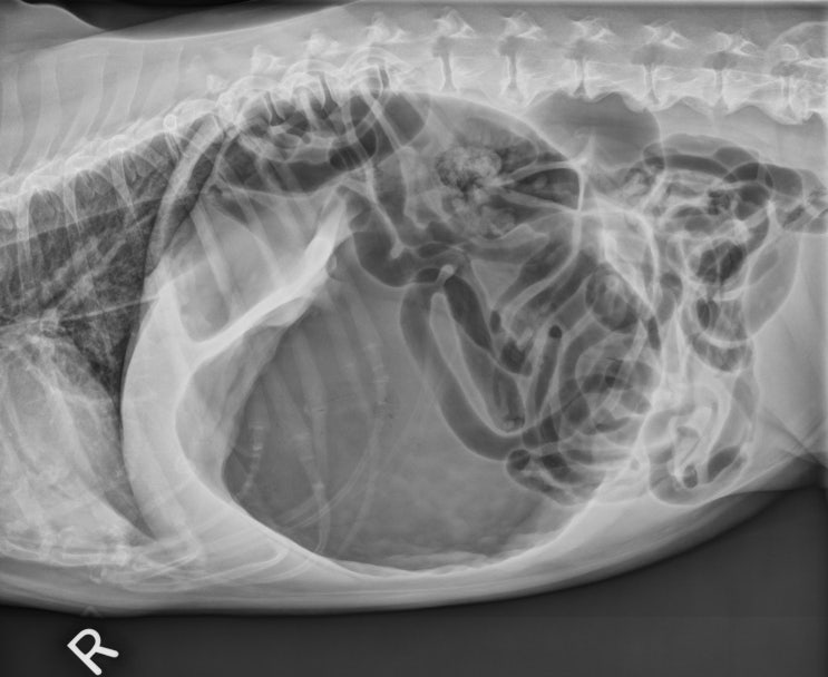 대형견 위염전 증후군 (GDV syndrome) [강동 동물병원] : 네이버 블로그