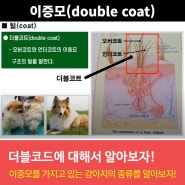 이중모(double coat)를 가지고 있는 강아지를 알아보자!ㅣ에스디(SD)애견미용학원