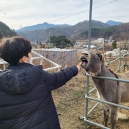 강릉 아이랑 가볼만한곳 애니멀스토리 강릉 방문