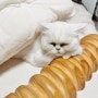 온수 매트와 목침을 즐기는 고양이 크림