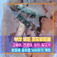 11월 26일 토요일 / 부산 영도 조도 방파제 낚시 / 달고기, 방어, 삼치, 고등어, 전갱이