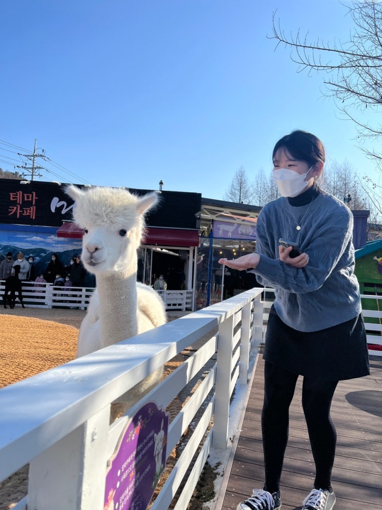 평창 가볼만한곳 마추픽추 카페 귀염둥이 알파카들 만나러