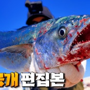 부산 뜬방 오륙도 일자방파제 낚시하다 잡은 처음보는 바다 물고기의 정체