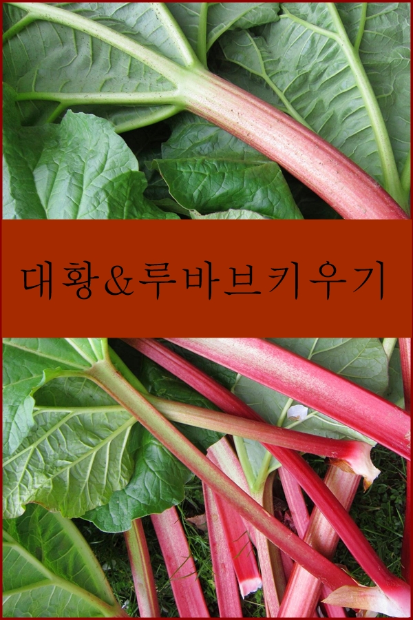 텃밭작물 루바브 대황 키우기 : 네이버 블로그