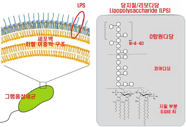 Lipopolysaccharide LPS 이란 : 네이버 블로그