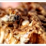 꿀벌이 만들어내는 밀랍에 대해 알아보자