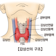 갑상선암 림프절전이 일반암이 가능하다구요?