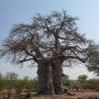 아프리카에서 만난 아낌없이 주는 나무 바오밥 BAOBAB TREE @ 보츠와나, 짐바브웨