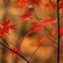 the colours of fall #71 - 함박눈이 내리는 날, 가을 단풍을 그리다