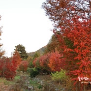 항동 기찻길의 낭만, 푸른식물원 단풍과 늦가을의 정취