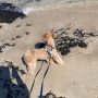 강아지랑 제주도 한달살기 세논오라, 세화해변, 세화민속오일장, 맛나분식 떡볶이